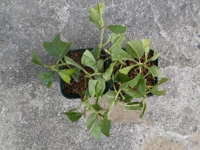 japan 桃の挿し木はこれが最後の予定。 5月