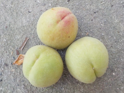 japan まだ若い桃を収穫しました。 6月