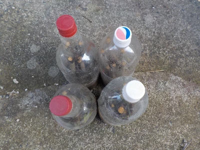 japan ペットボトルで南天の挿し木を始めました。 2月