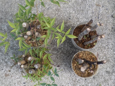 japan 紅白の南天が欲しかったんですが、赤だけ生き残りました。 7月