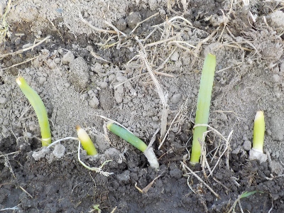 japan ネギの再生栽培が1年以上経過しました。 5月