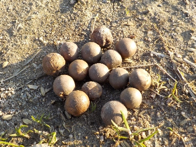 japan お茶の実を拾いました 3月