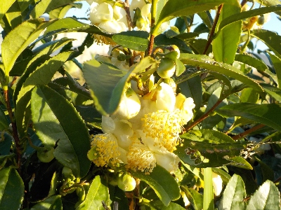 japan お茶の花が沢山咲いていました。でもお茶の実がありませんでした。 11月
