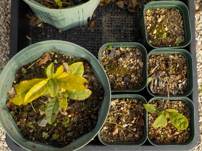japan お茶の木の実生と挿し木は失敗しました。枯れました。 11月