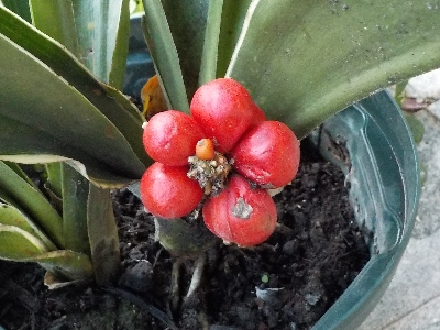 japan オモトが完熟してブヨブヨになりました。 1月