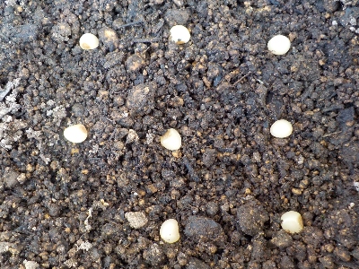 japan オモトのタネをプランターに蒔きました。 3月