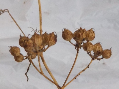 japan パクチーのタネを収穫しました。 7月