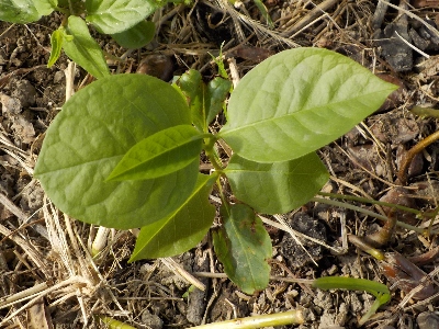 japan ポポーの実生を抜いています。 7月