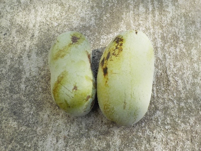 japan ポポーの収穫が始まりました。 8月