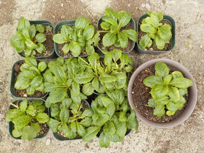 japan 小さな鉢の状態で夏越ししたプリムラです。 10月