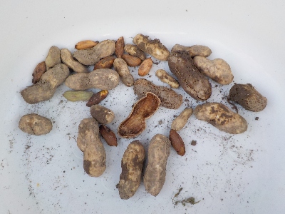 japan 落花生の掘り残しを拾いました。 11月