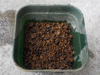 japan 山椒のタネを蒔きました。 3月