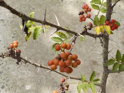 japan 山椒は収穫しないで鑑賞してます。 9月