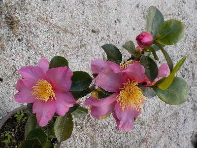 japan 実生のサザンカにツボミが出来ました。 12月