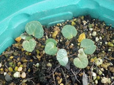 japan 枯れたシクラメンの跡からシクラメン登場です。 6月