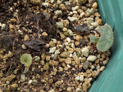 japan 葉っぱ1枚のシクラメンが2株あります。 10月