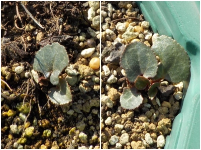 japan ちょっとずつシクラメンが成長しています。 12月