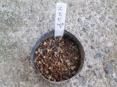 japan 食べたスモモのタネをポットにまきました。 7月