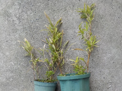 竹を植木鉢で育てるのはやめることにしました。