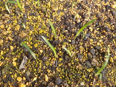 japan やっとヤブランの芽が出ました。 6月