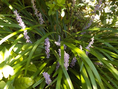 japan ヤブランの花は涼し気です。 6月