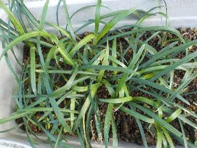 japan 子ヤブランが大きくなったので、育て方を変える時期になりました。 10月