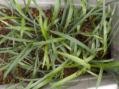 japan ヤブランを少し日当たりのいい場所に置いたら、緑が濃くなりました。 10月