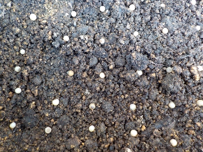 japan ヤブランの種蒔きをしました。 3月