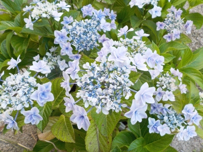 japan 鉢植えの銀河を寄せて豪華な感じにしてみました。 6月