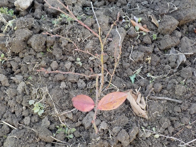 japan 実生ブルーベリーの鉢を地植えにしました。 3月