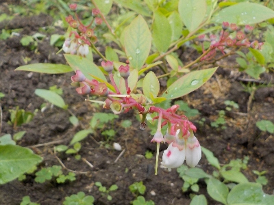 japan >実生ブルーベリーが1本沢山の花を付けました。 5月