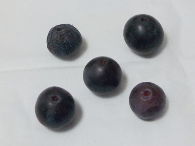 japan 実生ブルーベリーの実が熟したので味見しました。 7月