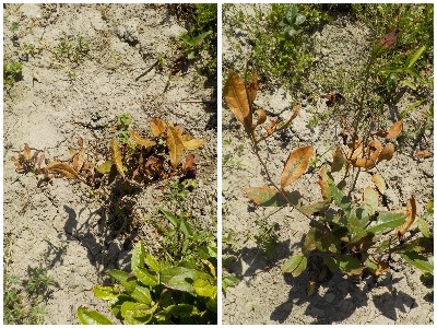 japan 込み合って生えているチャノキを抜いて、違う場所に植えました。 5月