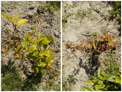 japan 込み合って生えているチャノキを抜いて、違う場所に植えました。 5月