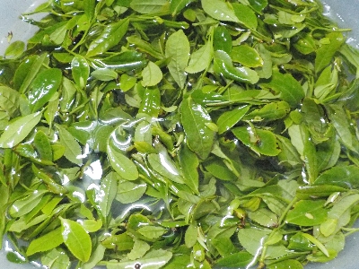 japan ゴールデンウィークは時間があるので、一人で茶摘みをしました。 5月
