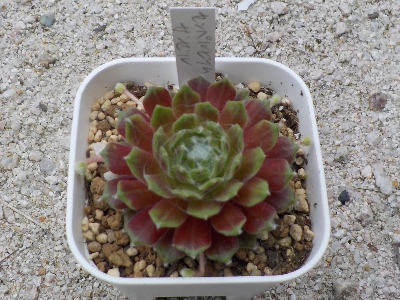 japan 多肉植物屋さんで赤と緑のグラデーションがキレイなガゼルを買いました。 4月