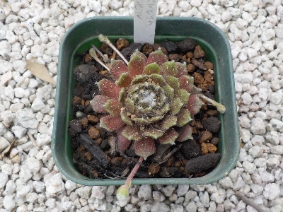 japan 買ったばかりのガゼルですが、鉢を少し大きくしました。 4月