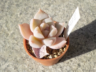 japan お店で白牡丹が一番きれいだと思ったので購入しました。 1月