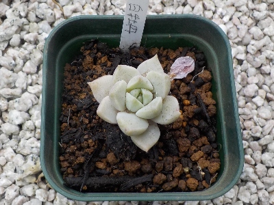 japan 暖かくなったので水をたっぷりやるために鉢を大きくしました。 4月