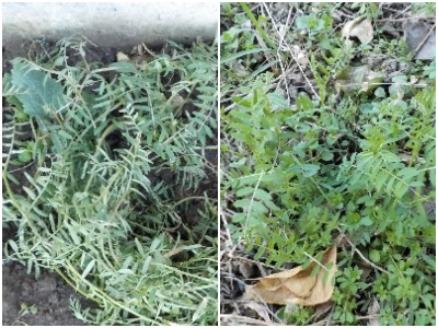 japan 畑で育っているヘアリーベッチを移植しました。 2月