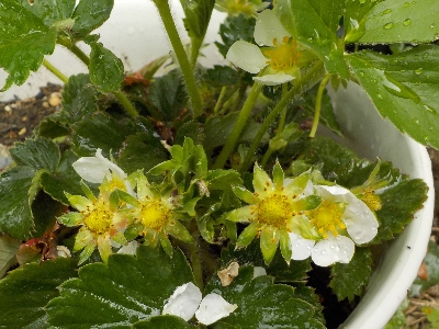 japan 親株に使ったイチゴ苗からイチゴが収穫出来そうです。 4月