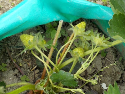 japan 肥料袋の中のイチゴが順調に育っています。 4月