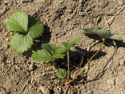 japan 秋になったので実生の苺を畑に植えました。 10月