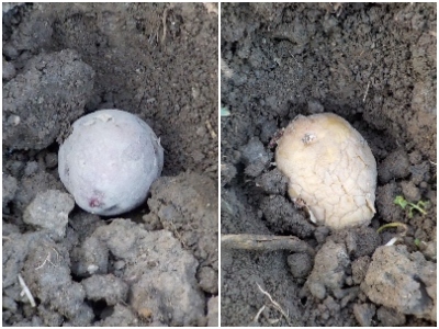 japan 去年収穫して食べなかった小さいジャガイモを植えました。 3月