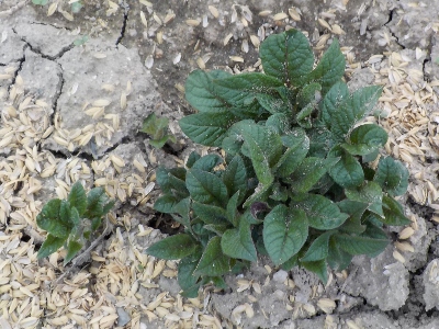 japan 浅く植えたジャガイモほど芽が出るのが早い気がする。 4月
