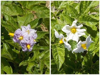 japan ジャガイモの花を摘みながら土寄せをしました。 5月