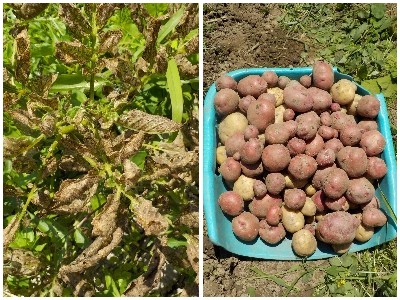 japan 葉っぱが茶色くなったので、ジャカイモ掘りをしました。 6月