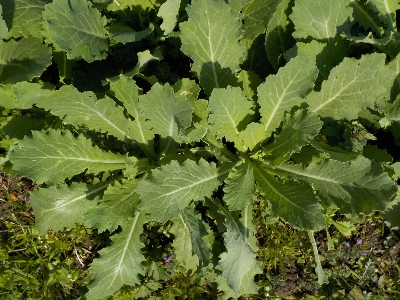 japan 遅くまいたカブは全然ダメでした。苗の植え替えも失敗しました。 3月