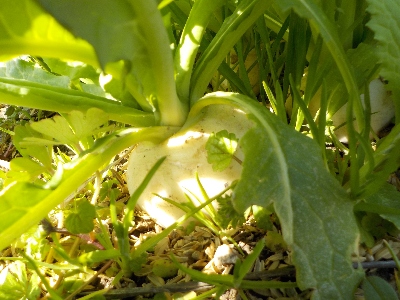 japan 遅くまいたカブは全然ダメでした。苗の植え替えも失敗しました。 3月