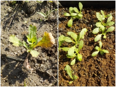 japan 遅くまいたカブは全然ダメでした。苗の植え替えも失敗しました。 3月
